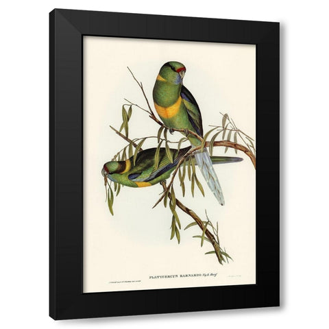 Barnards Parakeet-Platycercus Barnardii Black Modern Wood Framed Art Print with Double Matting by Gould, John