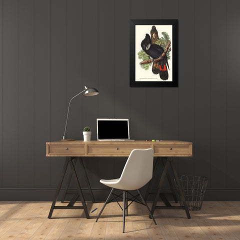 Great-billed Black Cockatoo-Calyptorhynchus macrorhynchus Black Modern Wood Framed Art Print by Gould, John