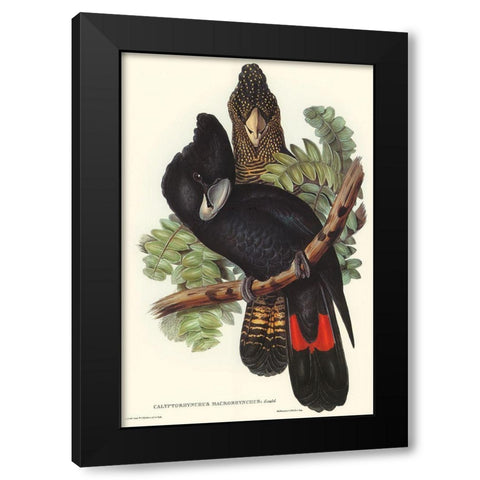 Great-billed Black Cockatoo-Calyptorhynchus macrorhynchus Black Modern Wood Framed Art Print with Double Matting by Gould, John