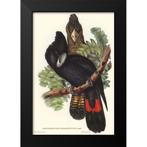 Great-billed Black Cockatoo-Calyptorhynchus macrorhynchus Black Modern Wood Framed Art Print by Gould, John