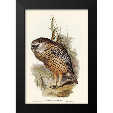 Wekau-Sceloglaux albifacies Black Modern Wood Framed Art Print by Gould, John