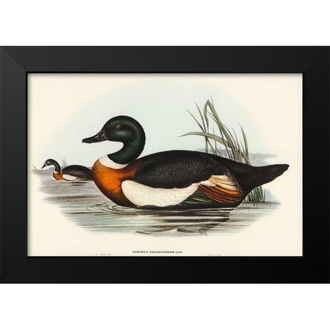 Chesnut-Coloured Shieldrake-Casarca Tadornoides Black Modern Wood Framed Art Print by Gould, John