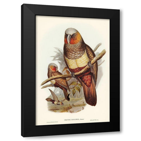 Prince of Esslings Parrot-Nestor Esslingii Black Modern Wood Framed Art Print with Double Matting by Gould, John