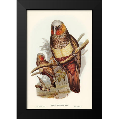 Prince of Esslings Parrot-Nestor Esslingii Black Modern Wood Framed Art Print by Gould, John