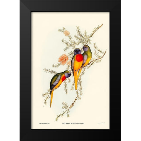 Splendid Grass-Parakeet-Euphema splendida Black Modern Wood Framed Art Print by Gould, John