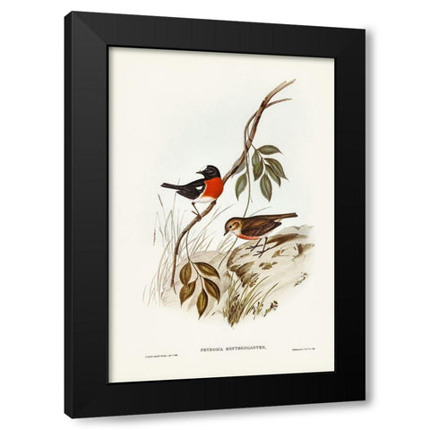 Norfolk Island Robin-Petroica erythrogastra Black Modern Wood Framed Art Print by Gould, John