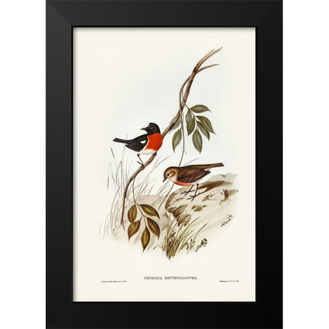 Norfolk Island Robin-Petroica erythrogastra Black Modern Wood Framed Art Print by Gould, John