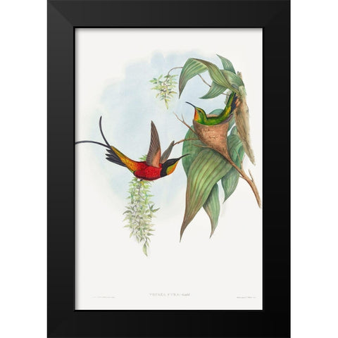 Topaza pyra-Fairy Topaz Black Modern Wood Framed Art Print by Gould, John