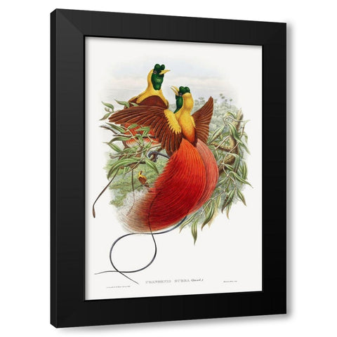 Loddigesia Mirabilis Black Modern Wood Framed Art Print with Double Matting by Gould, John
