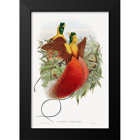 Loddigesia Mirabilis Black Modern Wood Framed Art Print by Gould, John
