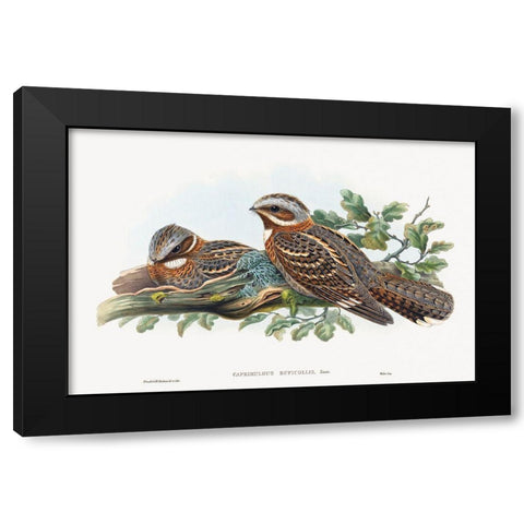 Caprimulgus Ruficollis Black Modern Wood Framed Art Print by Gould, John