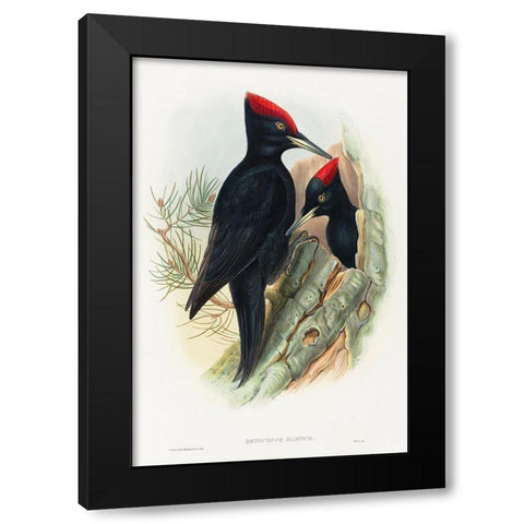 Great Black Woodpecker-Dryocopus martius Black Modern Wood Framed Art Print with Double Matting by Gould, John