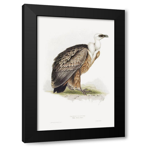 Griffon Vulture Black Modern Wood Framed Art Print with Double Matting by Gould, John