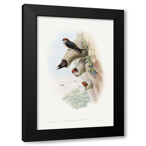 Lagenoplastes Fluvicola-Indian Cliff-Swallow Black Modern Wood Framed Art Print with Double Matting by Gould, John