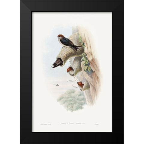 Lagenoplastes Fluvicola-Indian Cliff-Swallow Black Modern Wood Framed Art Print by Gould, John