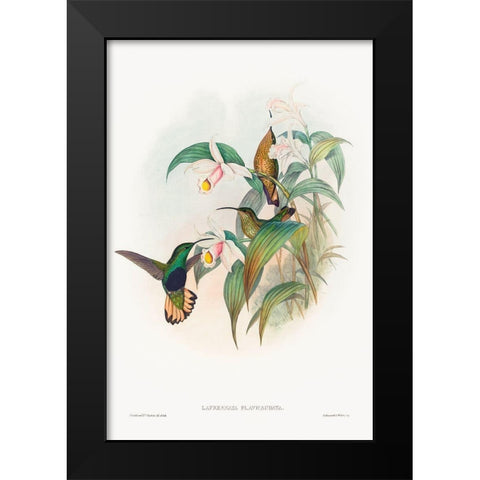 Lafresnaya flavicaudata-Buff-tailed Velvet-breast Black Modern Wood Framed Art Print by Gould, John