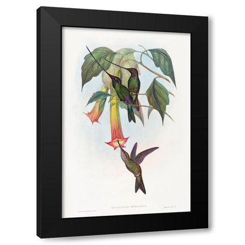 Docimastes ensiferus-Sword-billed Hummingbird Black Modern Wood Framed Art Print with Double Matting by Gould, John