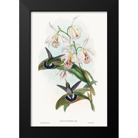 Glaucis fraseri-Frasers Barbed-throat Black Modern Wood Framed Art Print by Gould, John