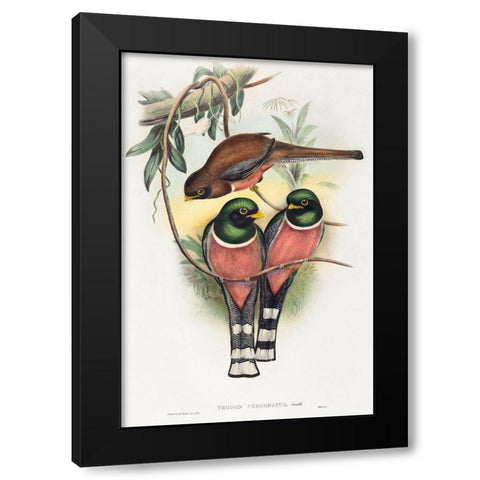 Trogan personatus Black Modern Wood Framed Art Print by Gould, John