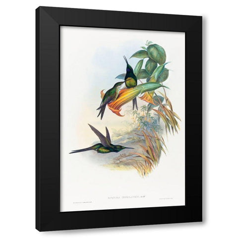 Eugenia imperatrix-Empress Hummingbird Black Modern Wood Framed Art Print with Double Matting by Gould, John