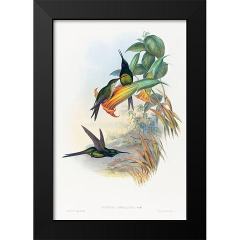 Eugenia imperatrix-Empress Hummingbird Black Modern Wood Framed Art Print by Gould, John