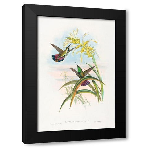Lampornis veraguensis-Veraguan Mango Black Modern Wood Framed Art Print by Gould, John
