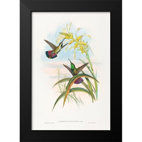 Lampornis veraguensis-Veraguan Mango Black Modern Wood Framed Art Print by Gould, John