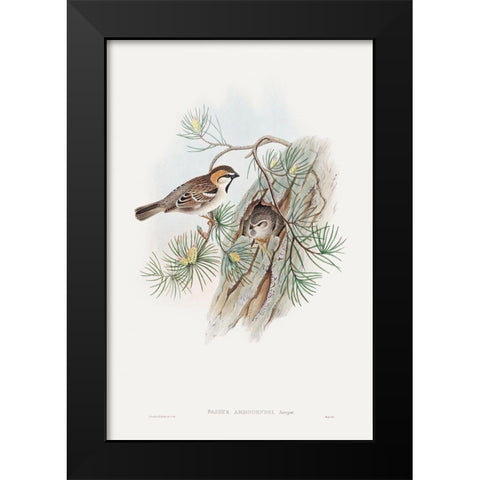 Passer Ammodendri-Severtzow-Turkestan Sparrow Black Modern Wood Framed Art Print by Gould, John