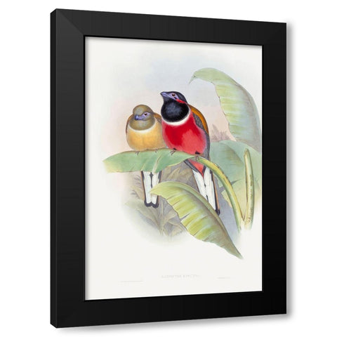 Harpactes Kasumba Black Modern Wood Framed Art Print with Double Matting by Gould, John