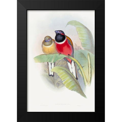 Harpactes Kasumba Black Modern Wood Framed Art Print by Gould, John