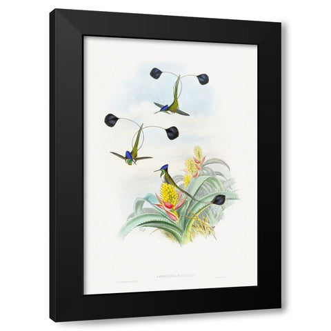 Loddigesia Mirabilis Black Modern Wood Framed Art Print with Double Matting by Gould, John