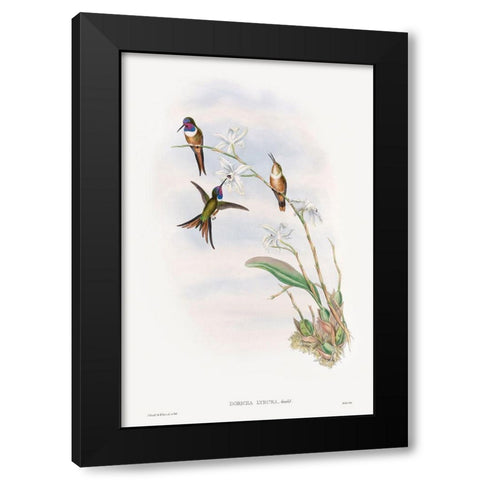 The family of hummingbirds Black Modern Wood Framed Art Print by Gould, John
