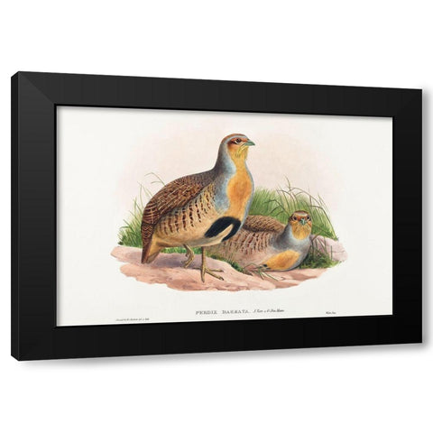 Perdix barbata-Daurian Partridge Black Modern Wood Framed Art Print by Gould, John