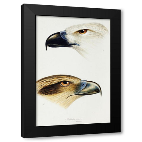 White-bellied sea eagle and Whistling kite Black Modern Wood Framed Art Print by Gould, John