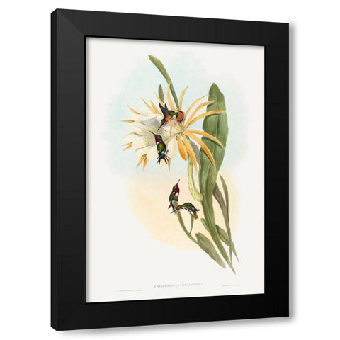 Calothorax heliodori Black Modern Wood Framed Art Print with Double Matting by Gould, John