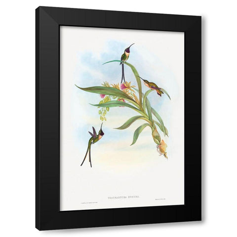 Tharmastura enicura-Slender Shear-Tail Black Modern Wood Framed Art Print by Gould, John