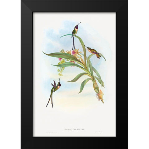 Tharmastura enicura-Slender Shear-Tail Black Modern Wood Framed Art Print by Gould, John