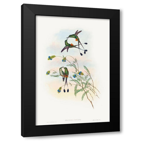 Spathura peruana-Peruvian Racket-Tail Black Modern Wood Framed Art Print with Double Matting by Gould, John