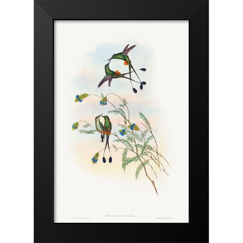 Spathura peruana-Peruvian Racket-Tail Black Modern Wood Framed Art Print by Gould, John
