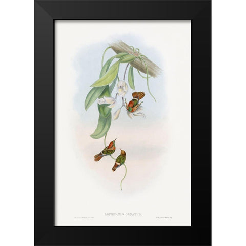 The family of hummingbirdsÂ  Black Modern Wood Framed Art Print by Gould, John