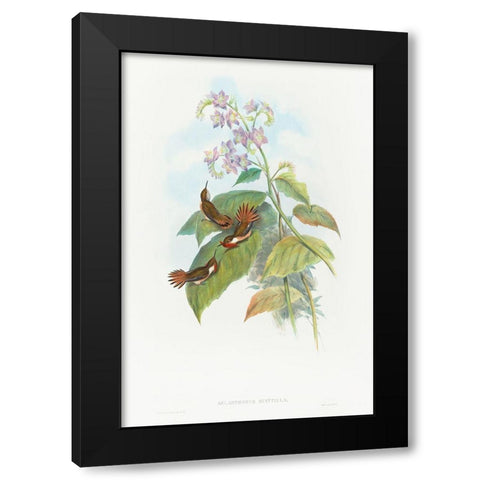 Selashorus scintilla-Scintillant Hummingbird Black Modern Wood Framed Art Print with Double Matting by Gould, John