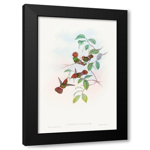 Lophornas reginae-Spangled Coquette Black Modern Wood Framed Art Print with Double Matting by Gould, John