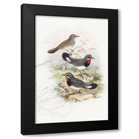 Calliope Tschebaiswi Black Modern Wood Framed Art Print by Gould, John