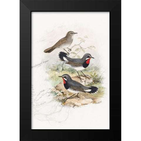 Calliope Tschebaiswi Black Modern Wood Framed Art Print by Gould, John