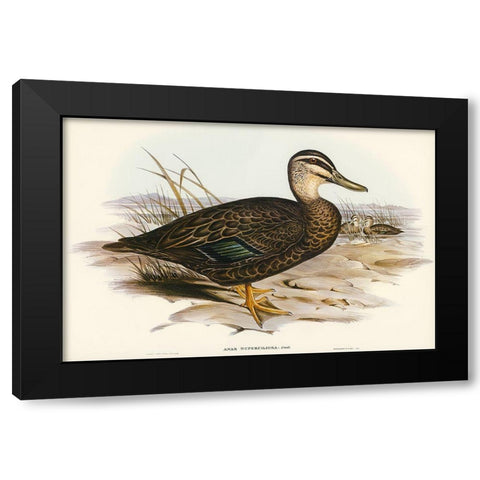 Australian Wild Duck-Anus superciliosa Black Modern Wood Framed Art Print with Double Matting by Gould, John