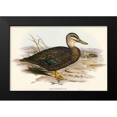 Australian Wild Duck-Anus superciliosa Black Modern Wood Framed Art Print by Gould, John