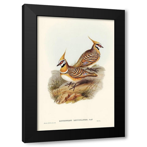 White-bellied Bronzewing-Lophophaps leucogaster Black Modern Wood Framed Art Print by Gould, John