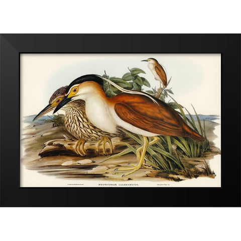 Nankeen Night Heron-Nycticorax Caledonicus Black Modern Wood Framed Art Print by Gould, John