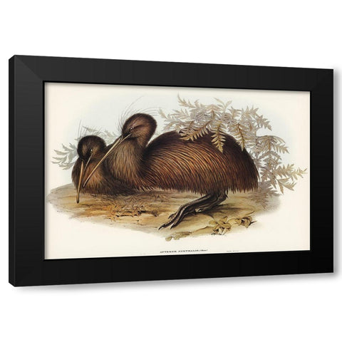 Kiwi-Apteryx Australis Black Modern Wood Framed Art Print by Gould, John