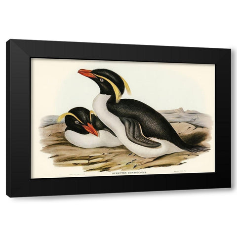 Crested Penguin-Eudyptes chrysocome Black Modern Wood Framed Art Print by Gould, John